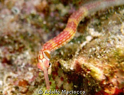 Red Sea Pipefish,
Eagle Ray Bay,
Sharm el Sheikh by Adolfo Maciocco 